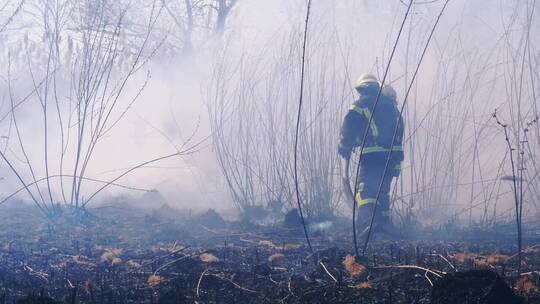 消防员扑灭树林中的一场大火