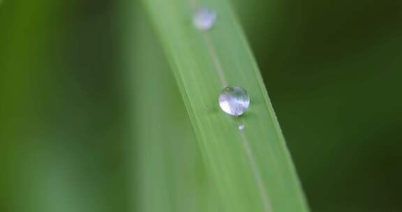 叶子上的露珠水珠雨珠特写