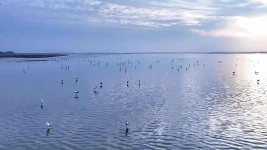 生态湿地野生鸟类大雁