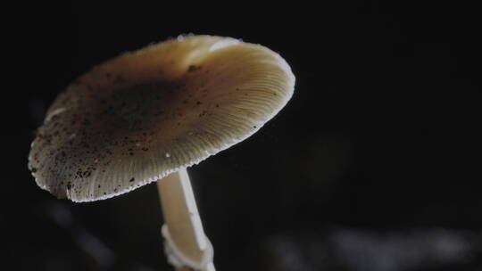 4K蘑菇真菌孢子释放升格