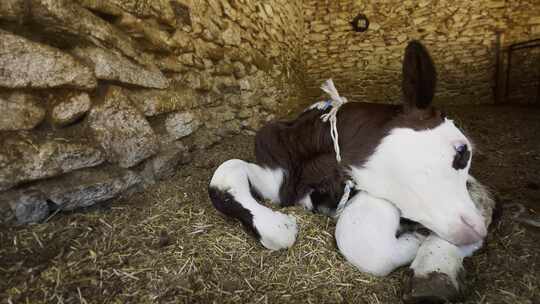 谷仓里的哺乳动物奶牛7