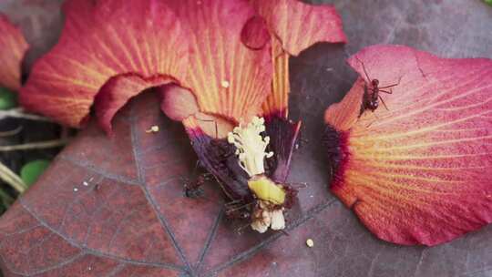 一小群红蚁在掉落的红芙蓉花上切割和觅食的视频素材模板下载