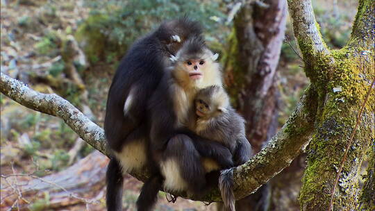 滇金丝猴坐在树上
