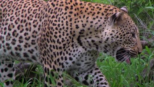 在丛林里扑食的猎豹视频素材模板下载