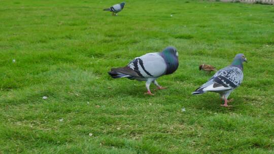 广场草坪上的鸽子