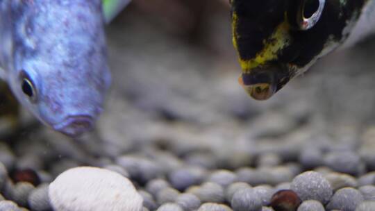 水族海螺除藻螺黑金刚繁殖视频素材模板下载