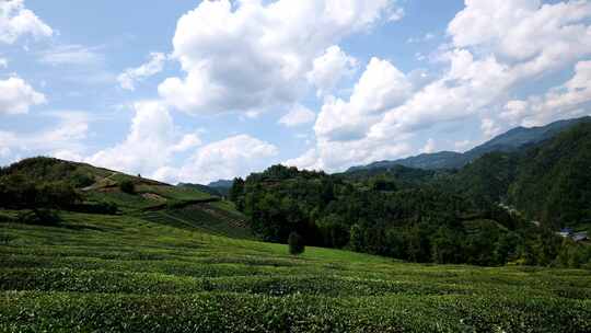 茶叶茶园绿茶茶山茶树茶文化干旱自然天气