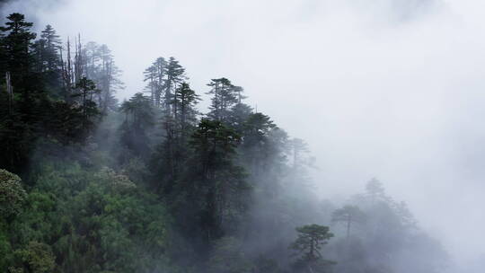 云雾中的森林视频素材模板下载