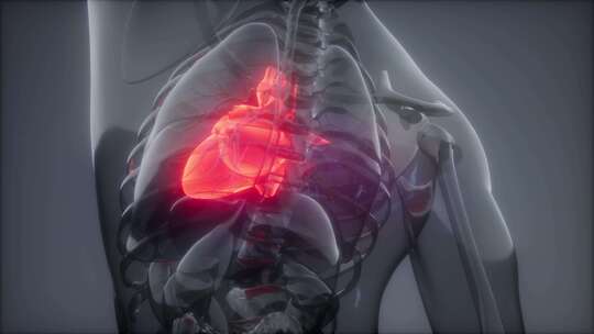 人体心脏放射学检查