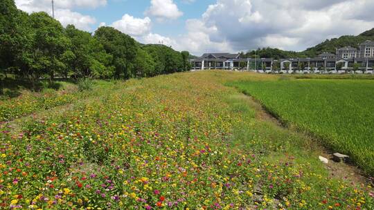 宁波江北区荪湖花海景区4K航拍