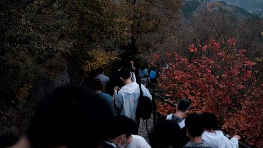 香山上午秋天红叶观赏人流