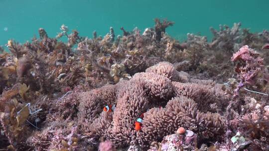 海底的珊瑚和小丑鱼