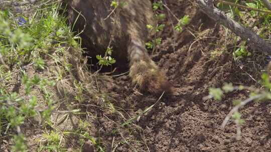 4K自然高原动物旱獭打洞不是土拨鼠视频素材模板下载