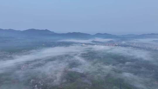 茶园清晨平流雾航拍