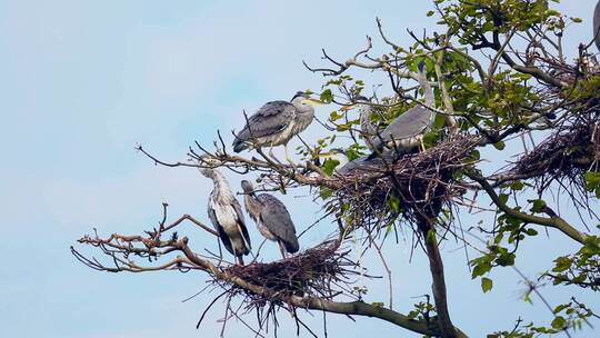 乡村生态环境鸟儿在树上筑巢