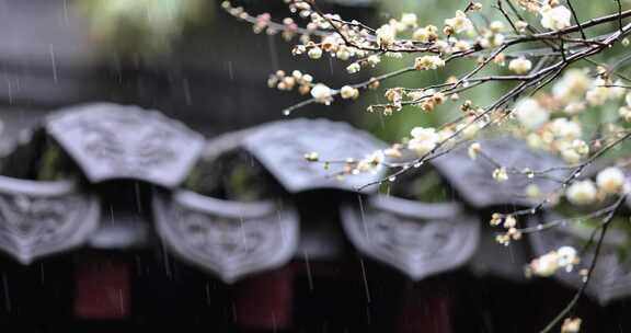 （慢镜头）杭州 古风 下雨天 屋檐 梅花