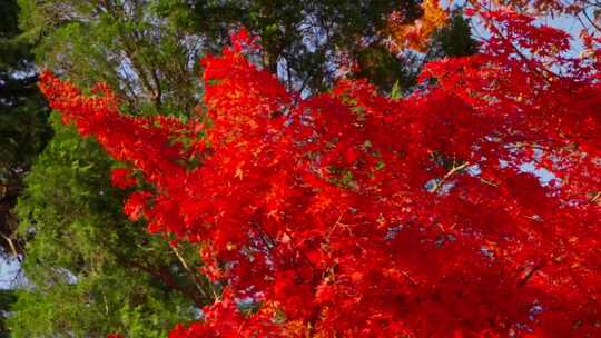 深秋枫树林枫叶红了视频素材模板下载