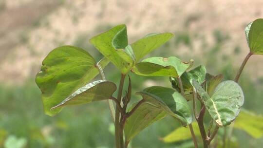 红薯种植