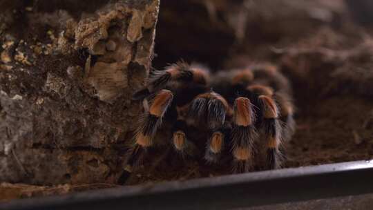 狼蛛蜘蛛lasiodora parhyb