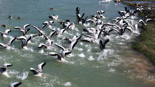 环青海湖野生动物和鸟类