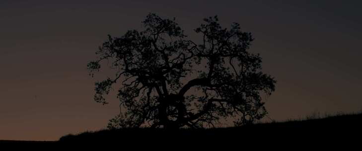 夕阳下一颗孤独的古树阳光穿过树叶树枝