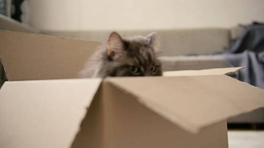 在纸箱里跳出的猫咪慢镜头