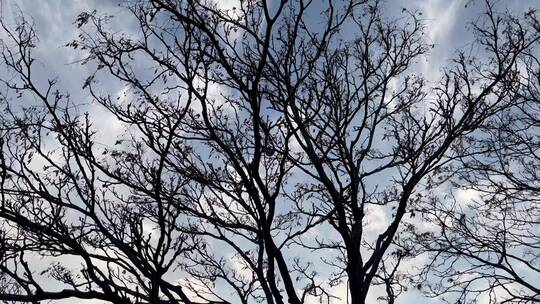 4k 日落下的园林树木树枝自然风光