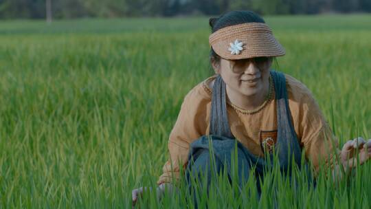 乡村稻田夏季青绿色稻谷里观察绿叶的女子