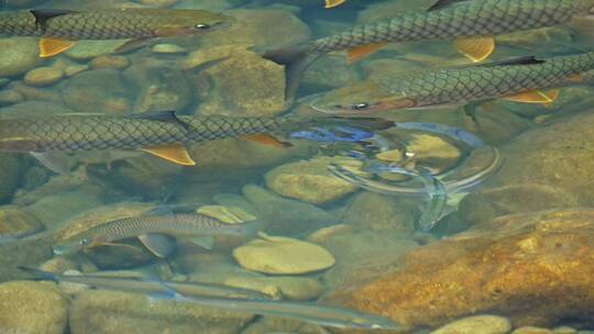 武夷山九曲溪鱼在水中游视频素材模板下载