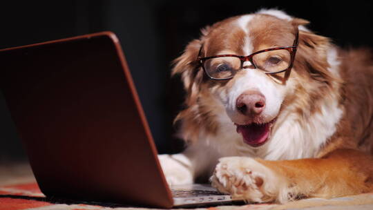 狗狗戴眼镜看笔记本电脑屏幕