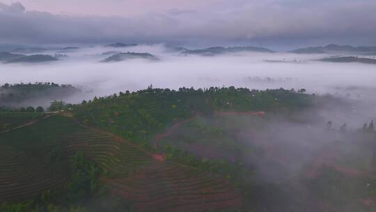 云雾缭绕的茶山