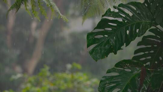 干净画面 下雨 雨滴 丛林 水滴