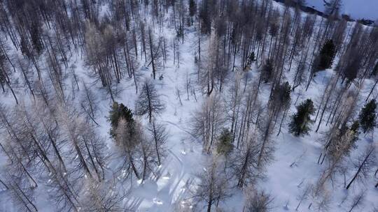 森林雪地航拍