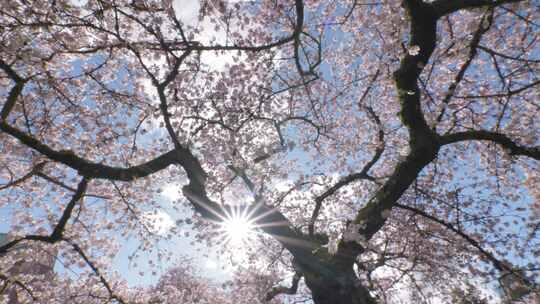 美国，西雅图华盛顿，樱花，鲜花