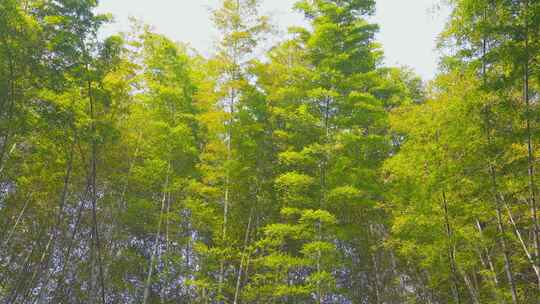 竹林自然风景