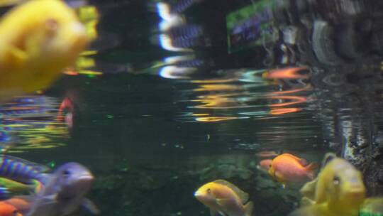 观赏鱼热带鱼三湖慈鲷