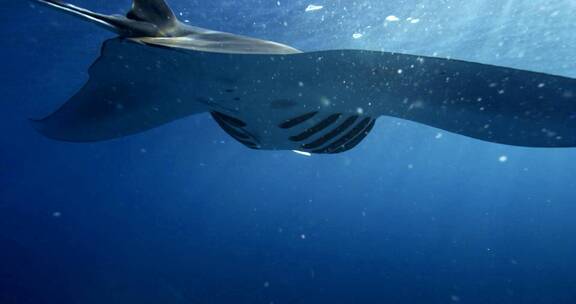 海底蝠鲼魔鬼鱼海洋世界