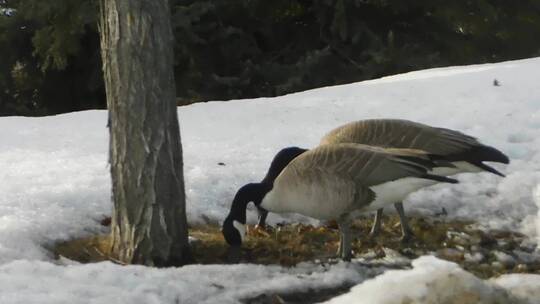 大雁在雪地上觅食