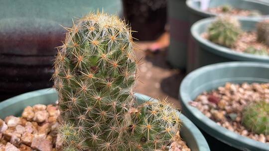 仙人掌多肉植物特写