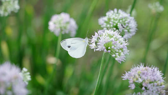 白色的蝴蝶在花丛中吃花蜜