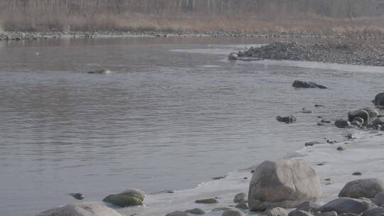 东北春季开河捕鱼的鸭子