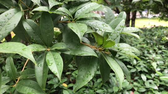 雨后湿漉漉的树叶