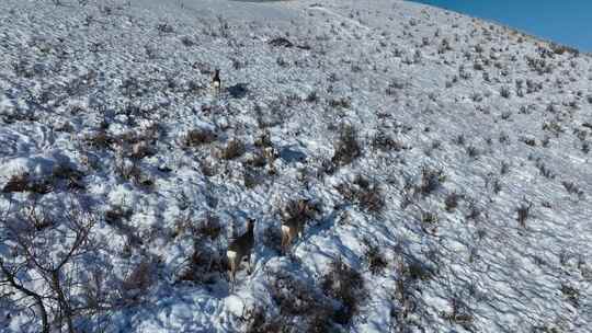 山坡雪地狍子