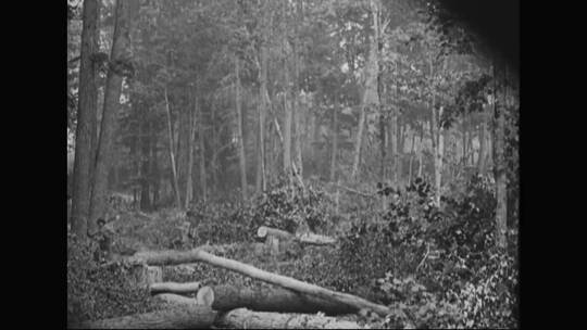 1915年伐木和妇女在工厂工作视频素材模板下载