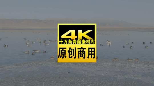 青海青海湖湖面飞鸟航拍视频高清在线视频素材下载