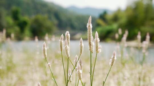 小溪边野花飘动