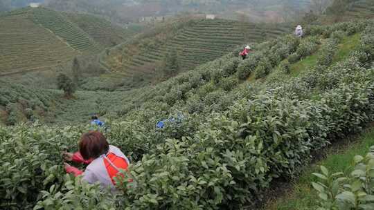 采茶茶山茶叶基地绿茶基地茶叶采摘