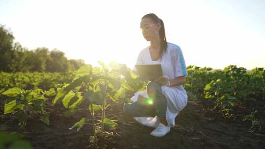 在生态区的农田上种植植物女性植物学家与平