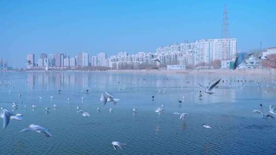 冰河海鸥