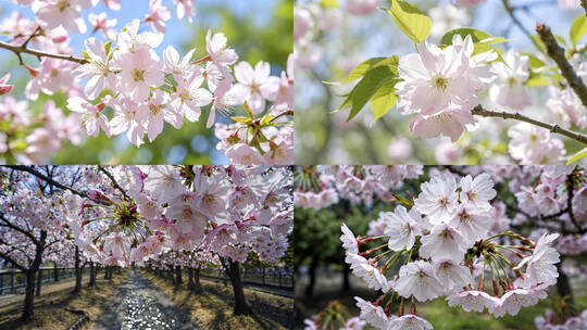 春天百花齐放合集